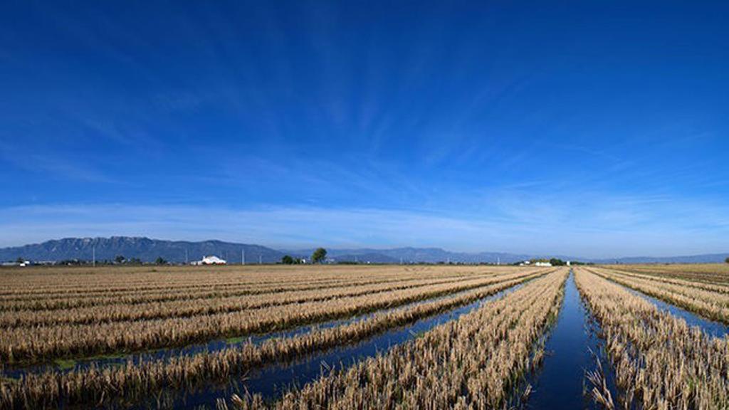 Mi Apartamento En El Delta Del Ebro Deltebre Eksteriør billede