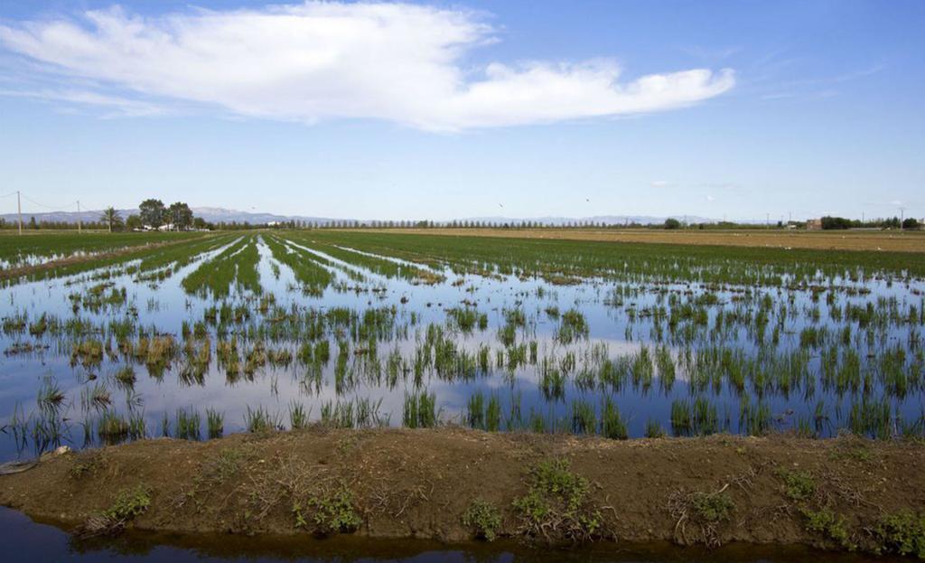 Mi Apartamento En El Delta Del Ebro Deltebre Eksteriør billede